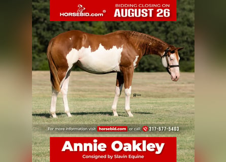 American Quarter Horse Mix, Klacz, 1 Rok, 140 cm, Cisawa