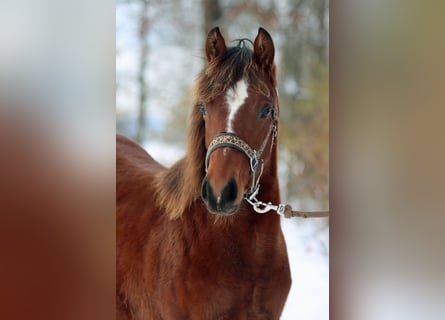 American Quarter Horse, Klacz, 1 Rok, 148 cm, Gniada