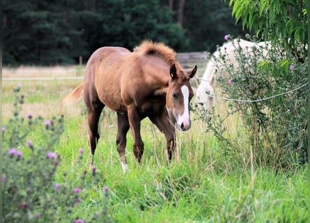 American Quarter Horse, Klacz, 1 Rok, 150 cm, Ciemnokasztanowata