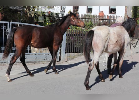 American Quarter Horse, Klacz, 1 Rok, 150 cm, Gniada