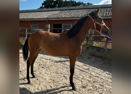 American Quarter Horse, Klacz, 1 Rok, 150 cm, Gniada