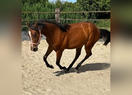 American Quarter Horse, Klacz, 1 Rok, 150 cm, Gniada