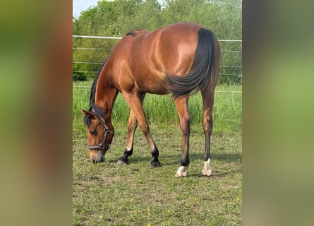 American Quarter Horse, Klacz, 1 Rok, 150 cm, Gniada
