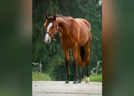 American Quarter Horse, Klacz, 1 Rok, 150 cm, Gniada