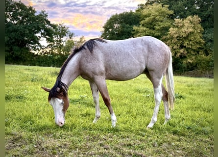 American Quarter Horse, Klacz, 1 Rok, 150 cm, Gniadodereszowata