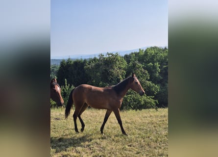 American Quarter Horse, Klacz, 1 Rok, 150 cm, Kasztanowata