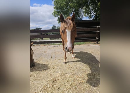 American Quarter Horse, Klacz, 1 Rok, 150 cm, Kasztanowata