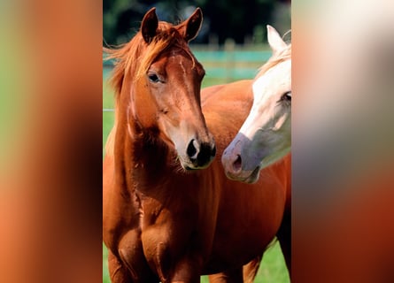 American Quarter Horse, Klacz, 1 Rok, 150 cm, Kasztanowata