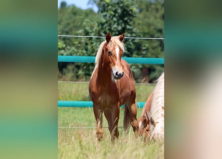 American Quarter Horse, Klacz, 1 Rok, 150 cm, Kasztanowata