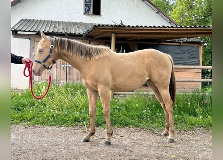 American Quarter Horse, Klacz, 1 Rok, 150 cm, Szampańska