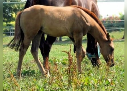 American Quarter Horse, Klacz, 1 Rok, 152 cm, Bułana