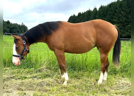 American Quarter Horse, Klacz, 1 Rok, 152 cm, Gniada