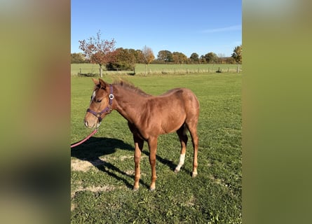 American Quarter Horse, Klacz, 1 Rok, 152 cm, Kasztanowata