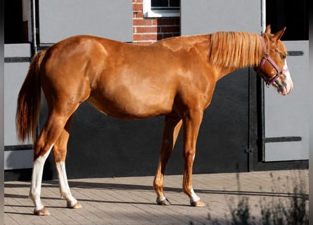 American Quarter Horse, Klacz, 1 Rok, 153 cm, Kasztanowata