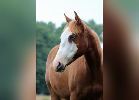 American Quarter Horse, Klacz, 1 Rok, 153 cm, Kasztanowata