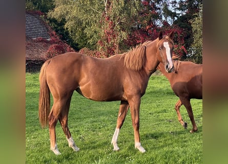 American Quarter Horse, Klacz, 1 Rok, 155 cm, Kasztanowata
