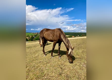 American Quarter Horse, Klacz, 1 Rok, 155 cm
