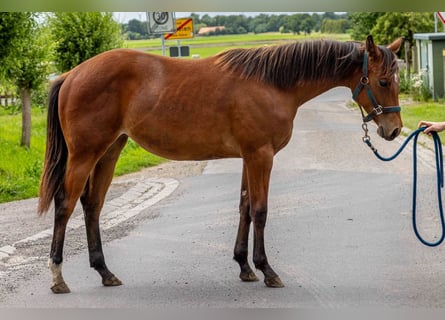 American Quarter Horse, Klacz, 1 Rok, 160 cm, Gniada