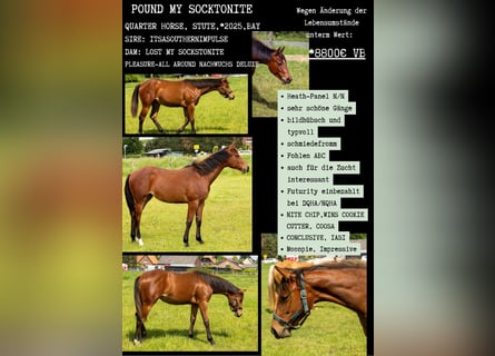 American Quarter Horse, Klacz, 1 Rok, 160 cm, Gniada