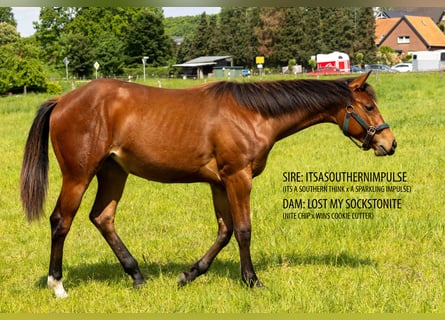 American Quarter Horse, Klacz, 1 Rok, 160 cm, Gniada