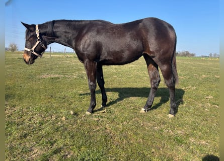 American Quarter Horse, Klacz, 1 Rok, Gniada