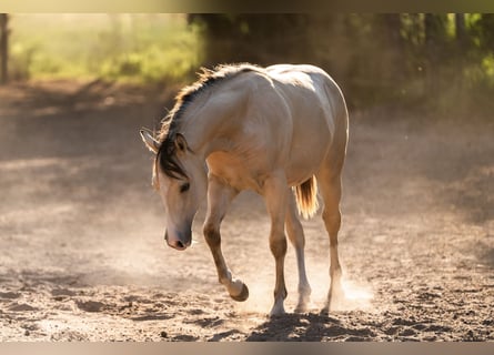 American Quarter Horse, Klacz, 1 Rok, Jelenia