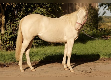American Quarter Horse, Klacz, 1 Rok, Perlino