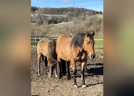 American Quarter Horse, Klacz, 21 lat, 152 cm, Bułana