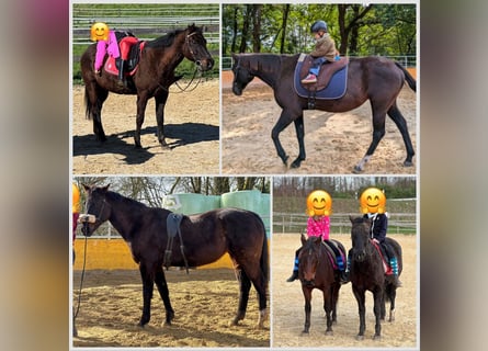 American Quarter Horse, Klacz, 21 lat, 154 cm, Kara