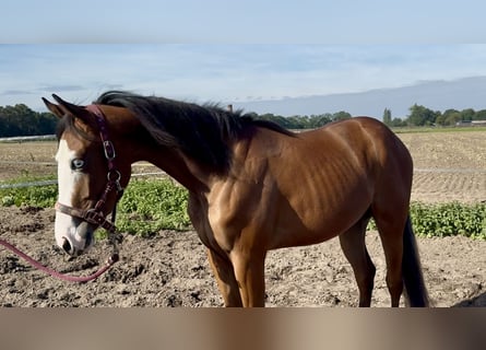 American Quarter Horse, Klacz, 2 lat, 142 cm, Gniada