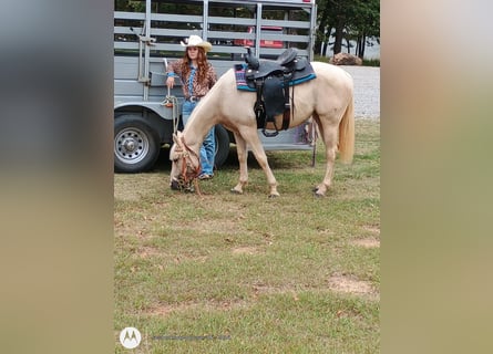 American Quarter Horse, Klacz, 2 lat, 142 cm, Izabelowata