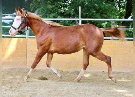 American Quarter Horse, Klacz, 2 lat, 142 cm, Kasztanowata