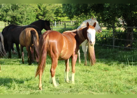 American Quarter Horse, Klacz, 2 lat, 142 cm, Kasztanowata