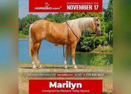 American Quarter Horse, Klacz, 2 lat, 147 cm, Izabelowata