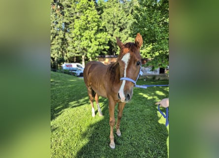 American Quarter Horse, Klacz, 2 lat, 147 cm, Kasztanowata
