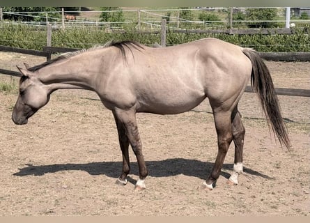 American Quarter Horse, Klacz, 2 lat, 148 cm, Grullo