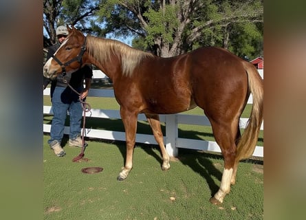 American Quarter Horse, Klacz, 2 lat, 148 cm, Kasztanowata