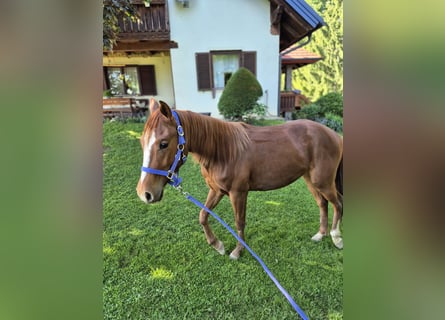 American Quarter Horse, Klacz, 2 lat, 150 cm, Ciemnokasztanowata