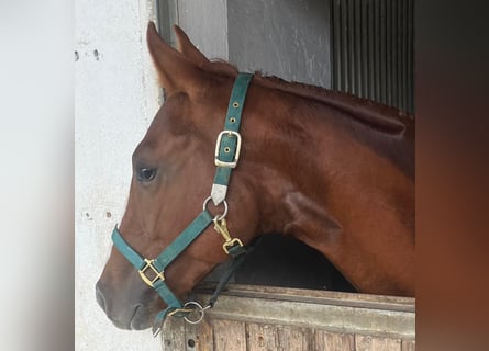 American Quarter Horse, Klacz, 2 lat, 150 cm, Ciemnokasztanowata