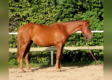 American Quarter Horse, Klacz, 2 lat, 150 cm, Ciemnokasztanowata