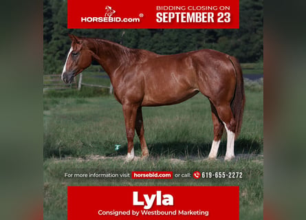 American Quarter Horse, Klacz, 2 lat, 150 cm, Cisawa