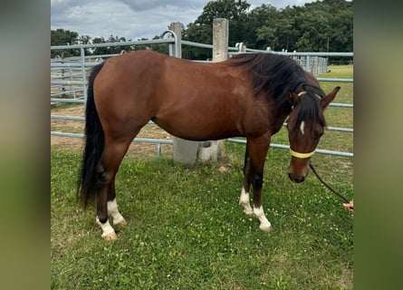 American Quarter Horse, Klacz, 2 lat, 150 cm, Gniada