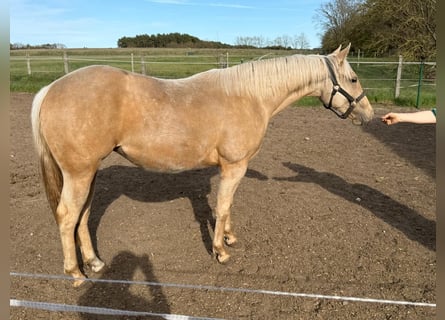 American Quarter Horse, Klacz, 2 lat, 150 cm, Izabelowata