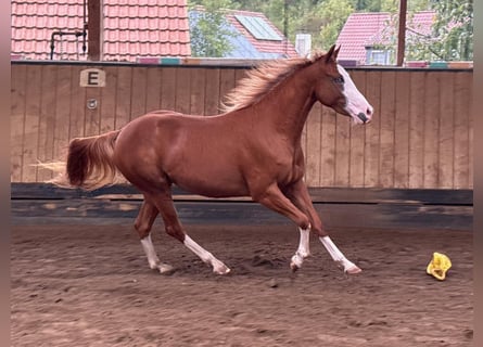 American Quarter Horse, Klacz, 2 lat, 150 cm, Kasztanowata
