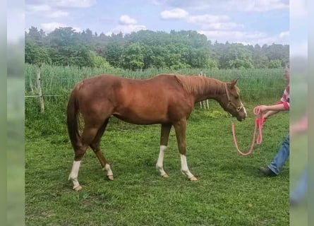 American Quarter Horse, Klacz, 2 lat, 150 cm, Kasztanowata