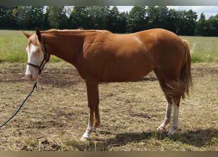 American Quarter Horse, Klacz, 2 lat, 150 cm, Kasztanowata