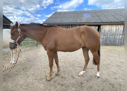 American Quarter Horse, Klacz, 2 lat, 150 cm, Kasztanowata