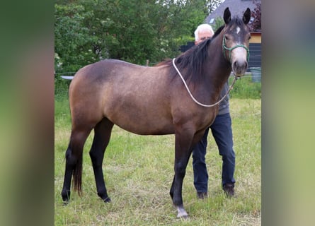 American Quarter Horse, Klacz, 2 lat, 150 cm, Siwa