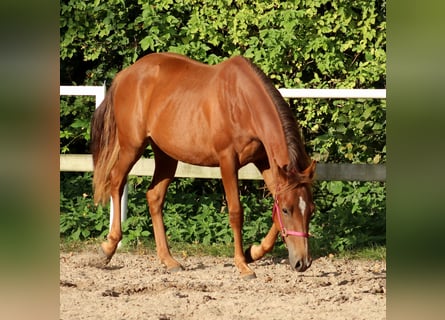 American Quarter Horse, Klacz, 2 lat, 151 cm, Ciemnokasztanowata