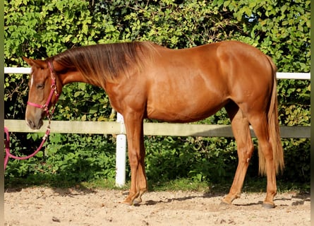 American Quarter Horse, Klacz, 2 lat, 151 cm, Ciemnokasztanowata